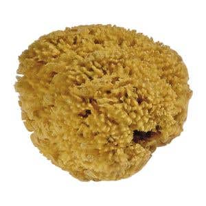 Naturschwamm, variabele Größe